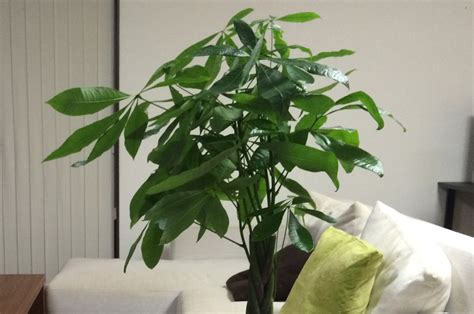 風水 植物|観葉植物と風水